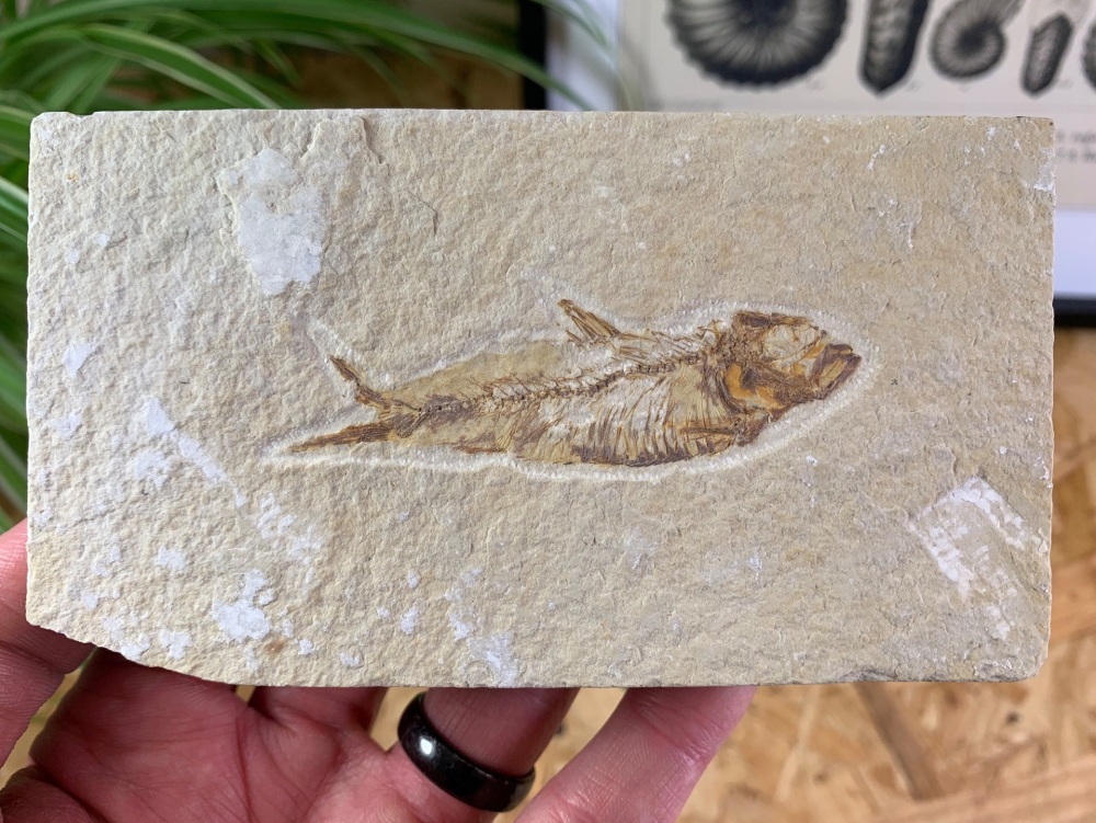 Fossil Fish, Green River Formation #26