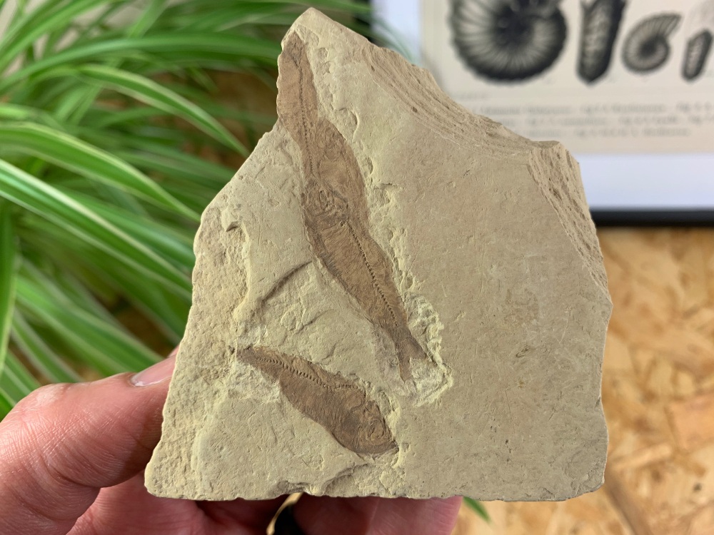 Fossil Fish, Green River Formation #27