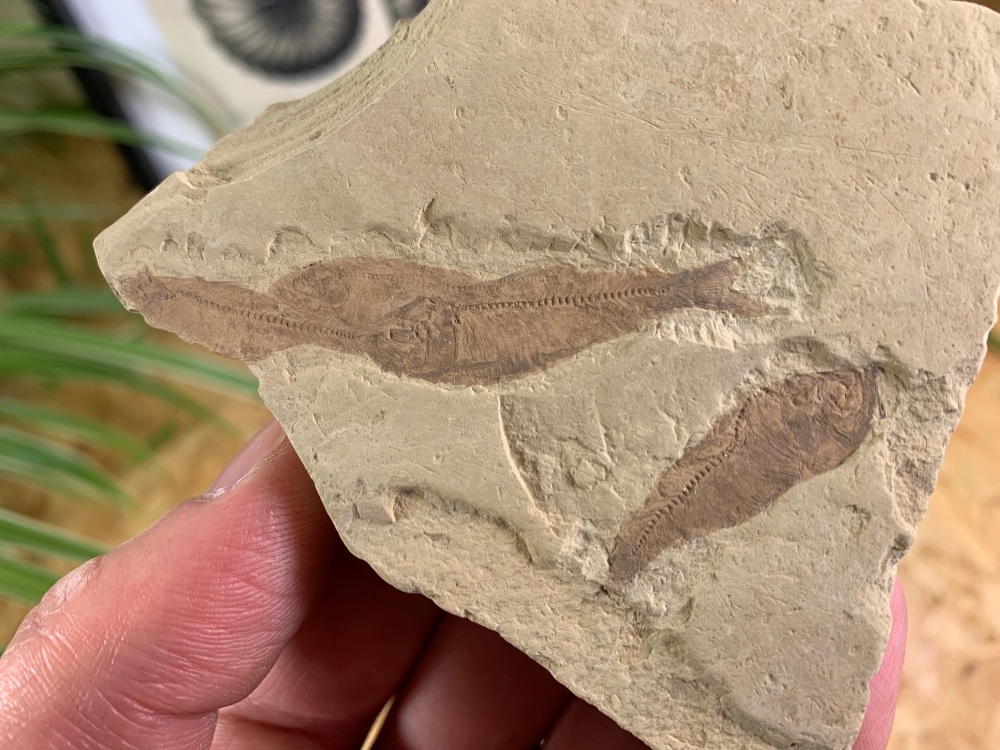 Fossil Fish, Green River Formation #27