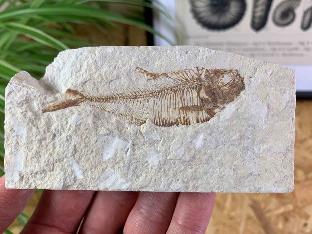 Fossil Fish, Green River Formation #28