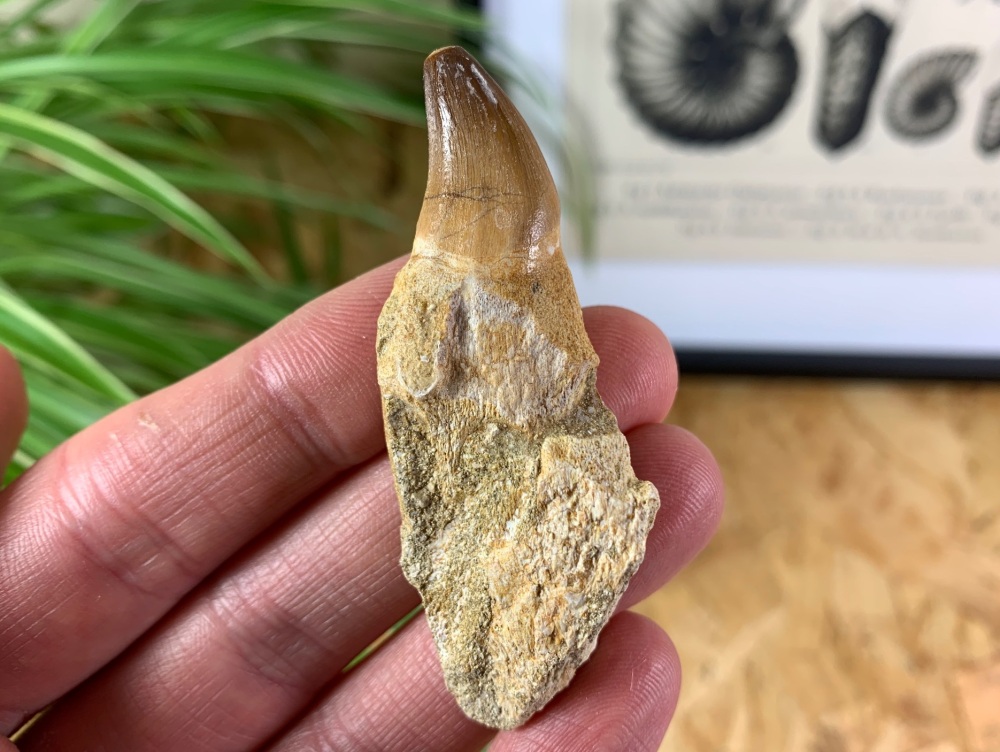 Rooted Mosasaur Tooth (2.56 inch) #05