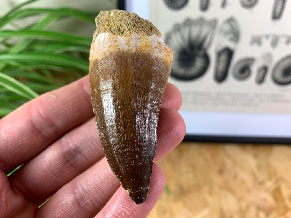 XL Mosasaur Tooth (2.38 inch) #01