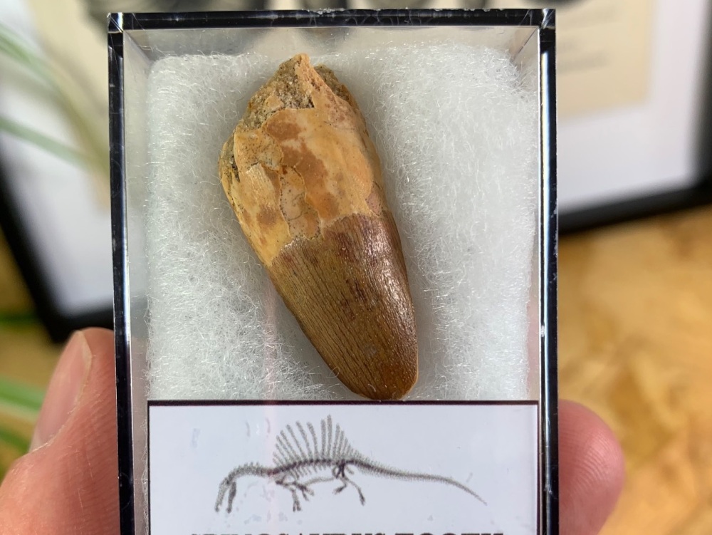 Spinosaurus Tooth - 1.25 inch #SP01