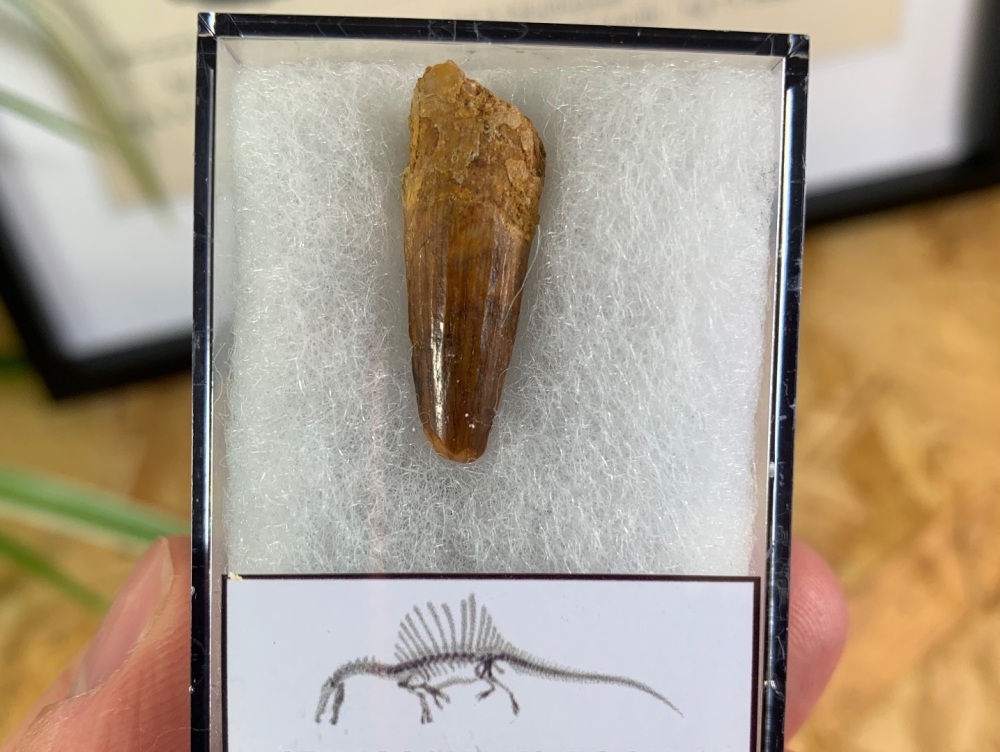 Spinosaurus Tooth - 1 inch #SP04