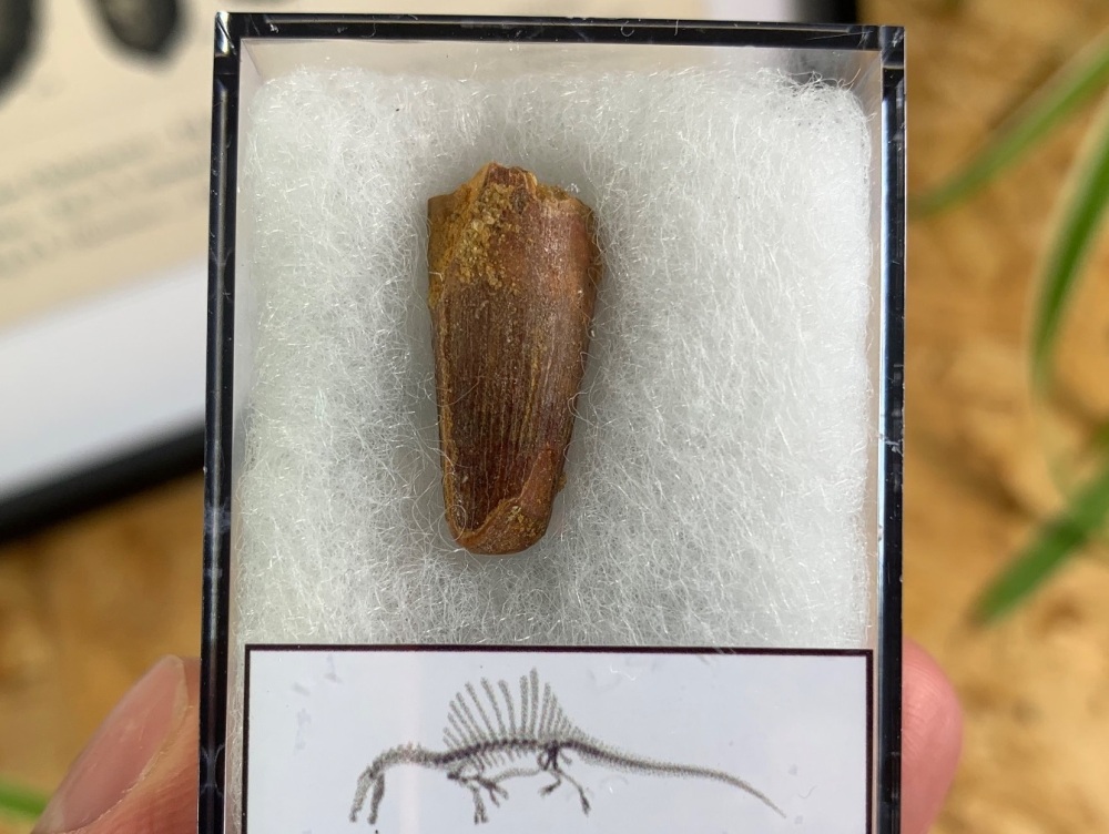 Spinosaurus Tooth - 0.84 inch #SP08