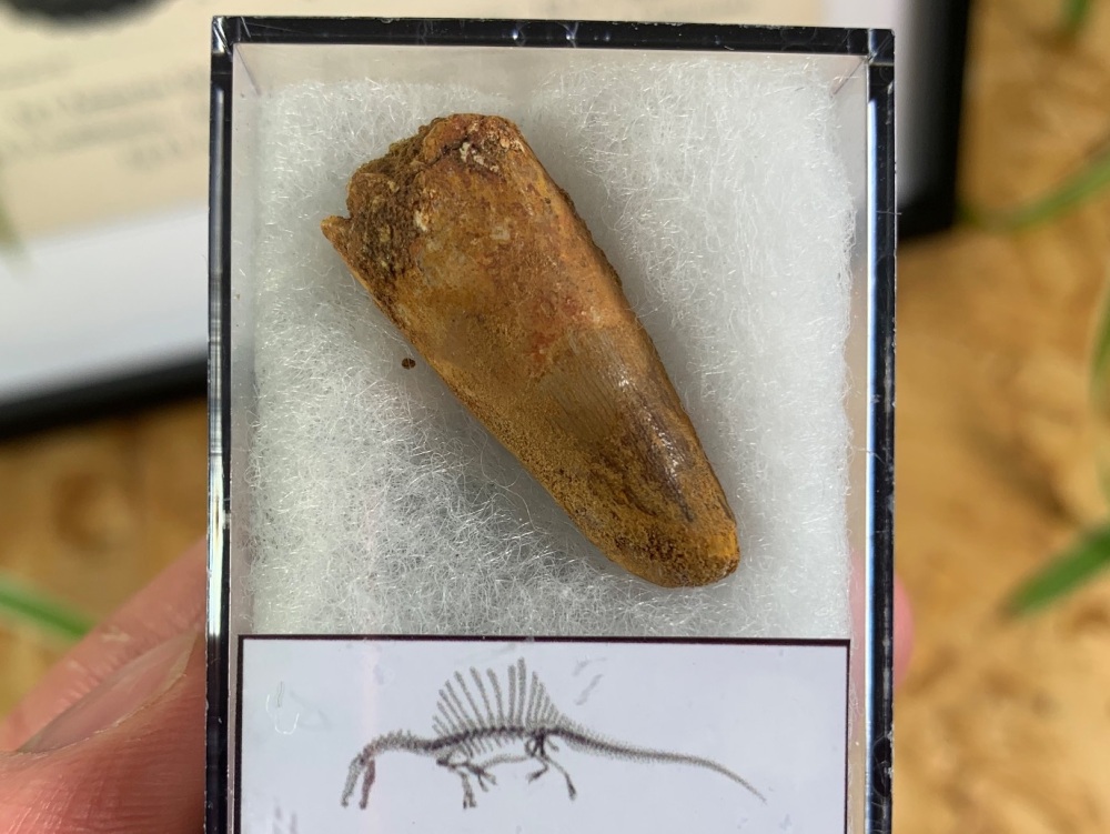 Spinosaurus Tooth - 1.09 inch #SP09
