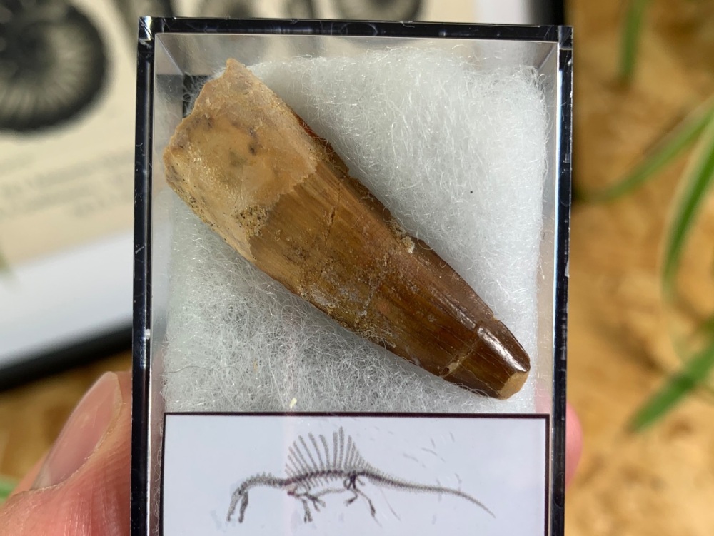 Spinosaurus Tooth - 1.56 inch #SP10