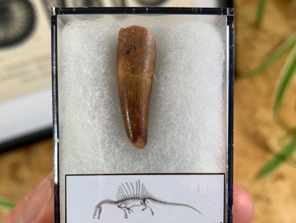 Spinosaurus Tooth - 1 inch #SP12