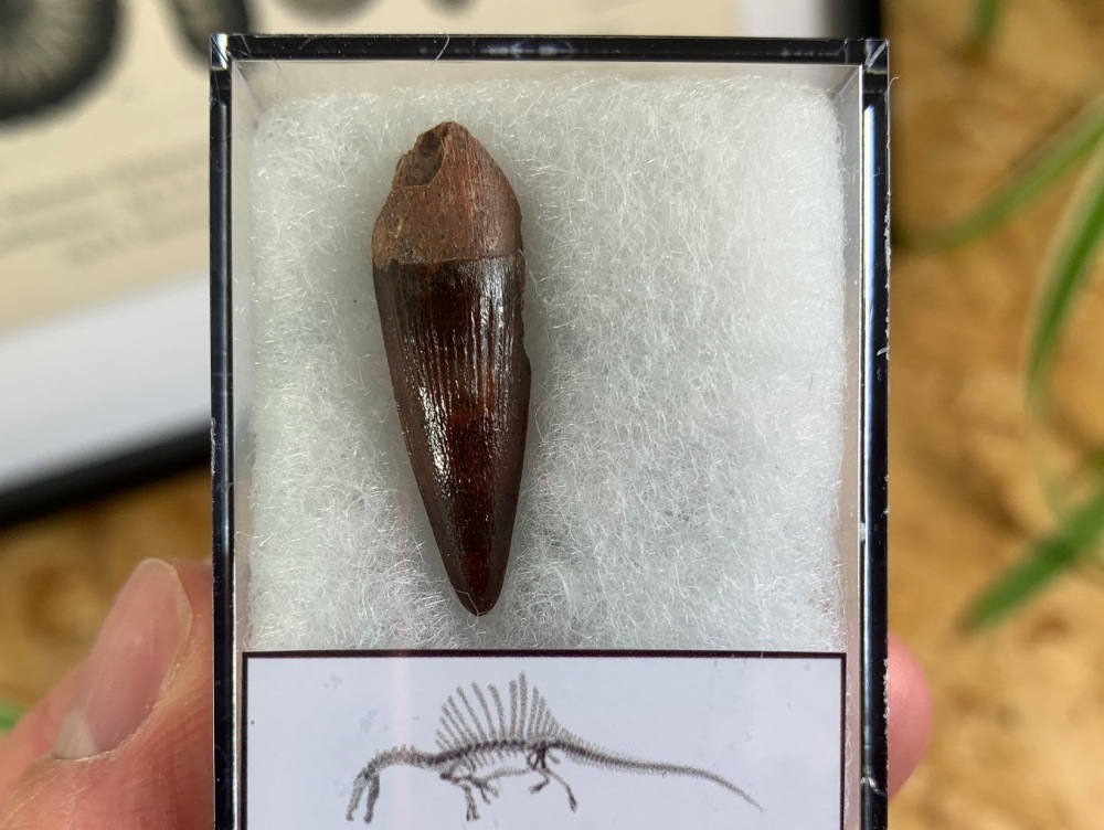Spinosaurus Tooth - 1.13 inch #SP13