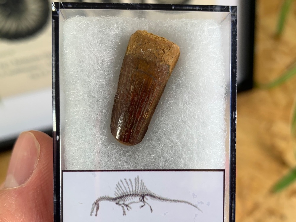 Spinosaurus Tooth - 0.96 inch #SP14