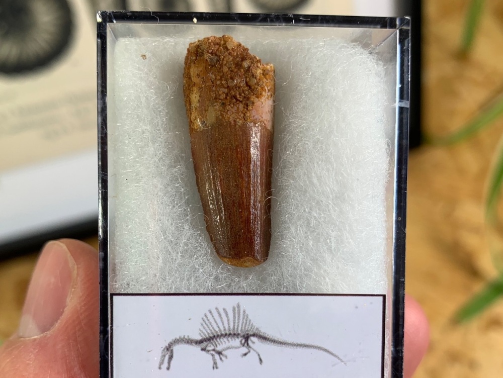 Spinosaurus Tooth - 1.13 inch #SP17
