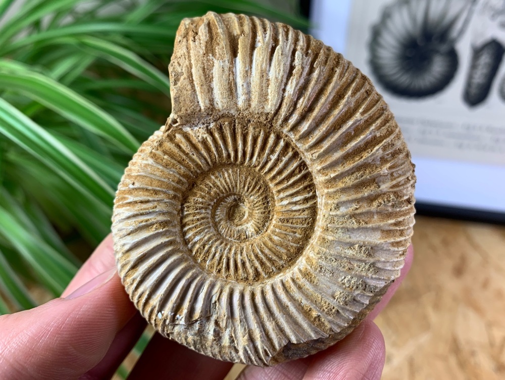 Perisphinctes Ammonite - 7.4CM #06