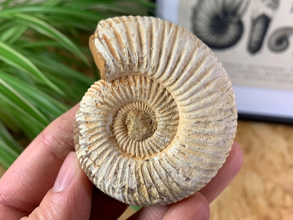 Perisphinctes Ammonite - 6.8CM #07