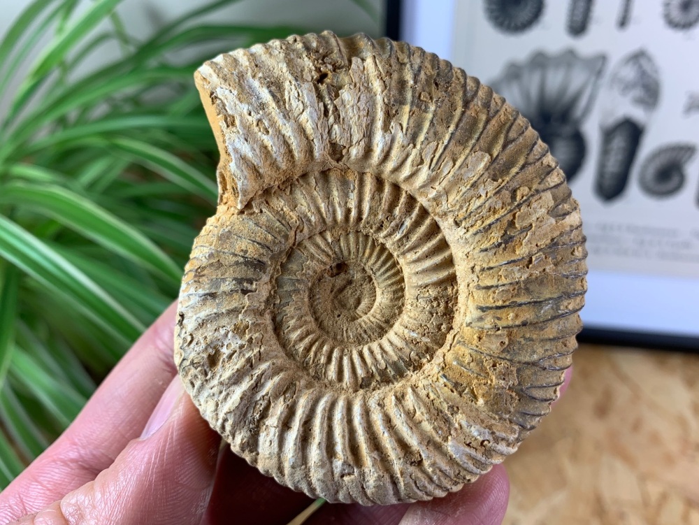 Perisphinctes Ammonite - 8CM #08