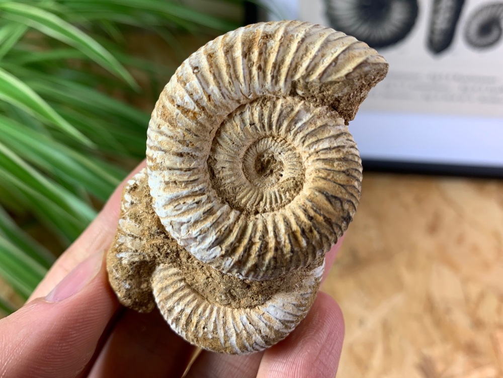 Double Perisphinctes Ammonite