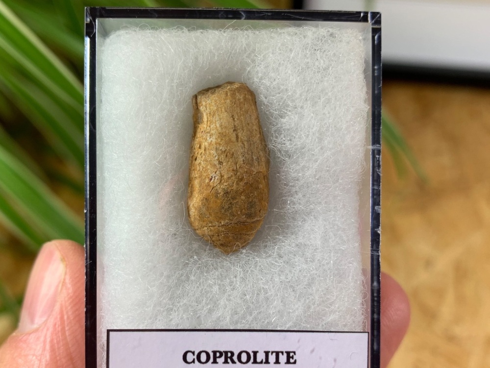 Coprolite (Fossil Dung) (Kem Kem) #03