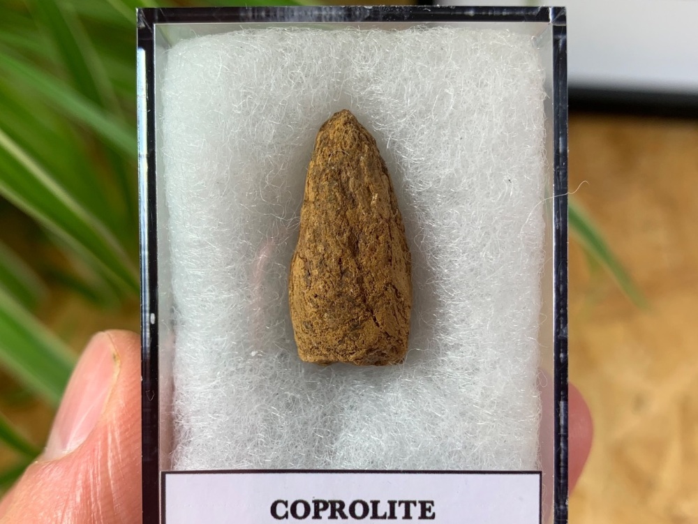Coprolite (Fossil Dung) (Kem Kem) #04