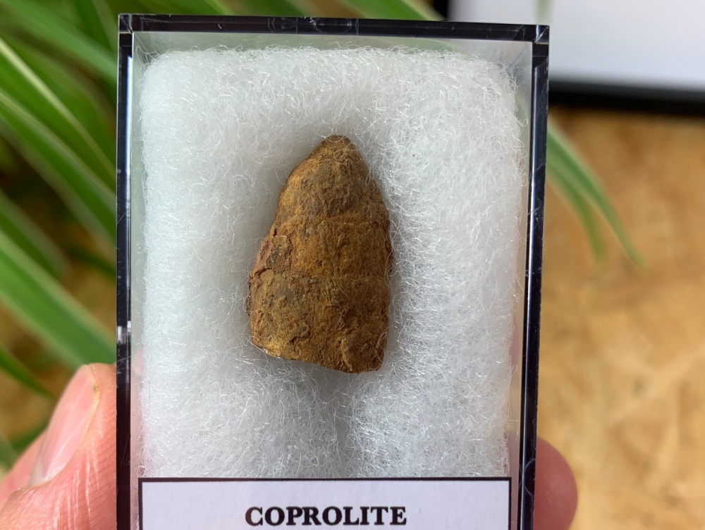 Coprolite (Fossil Dung) (Kem Kem) #05