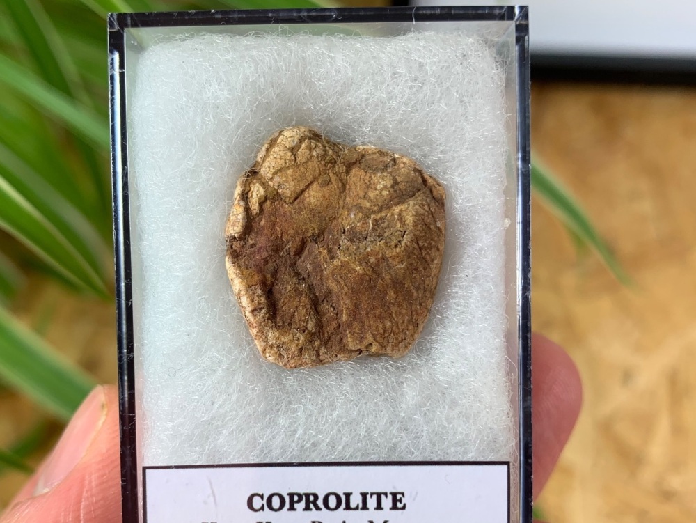 Coprolite (Fossil Dung) (Kem Kem) #06