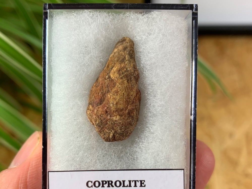Coprolite (Fossil Dung) (Kem Kem) #07
