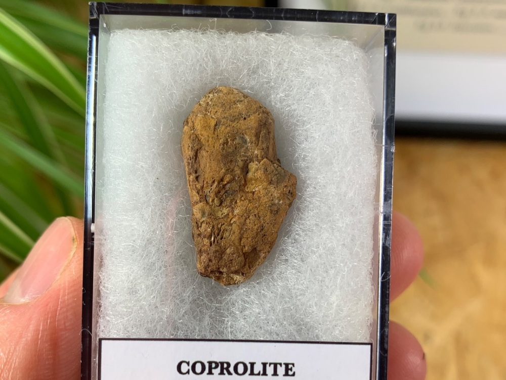 Coprolite (Fossil Dung) (Kem Kem) #08