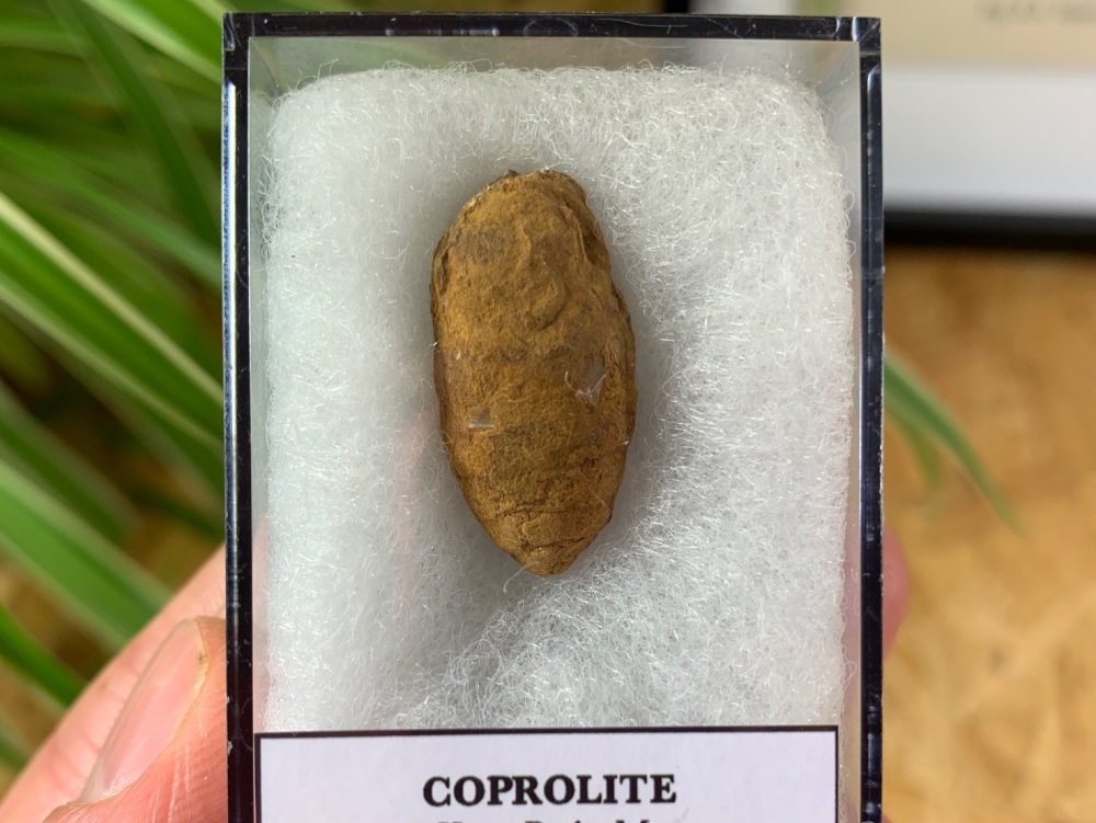 Coprolite with Clear Inclusions (Fossil Dung) (Kem Kem) #09