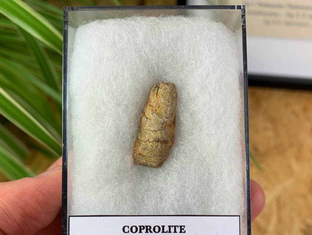 Permian Age Coprolite (Fossil Dung) (Texas) #01