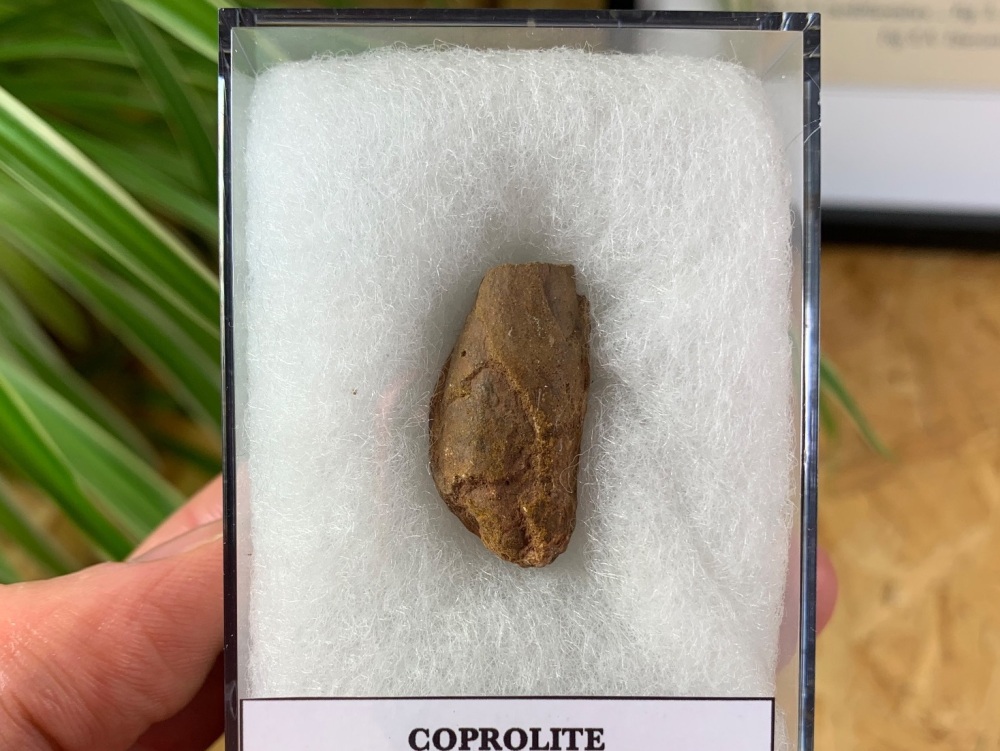 Permian Age Coprolite (Fossil Dung) (Oklahoma) #02