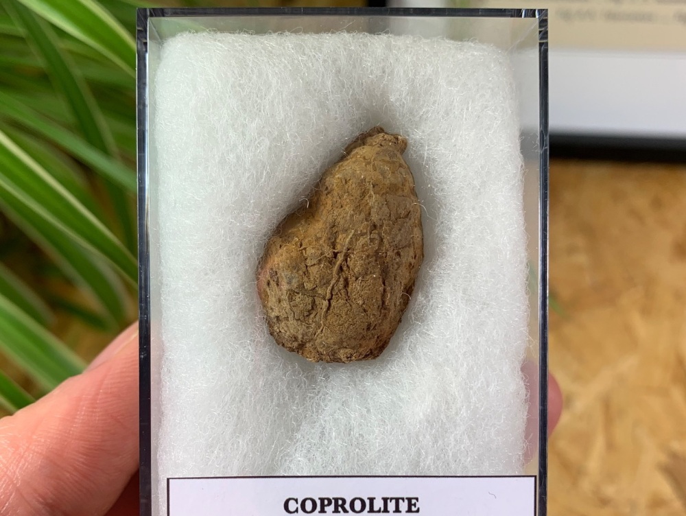 Permian Age Coprolite (Fossil Dung) (Oklahoma) #03