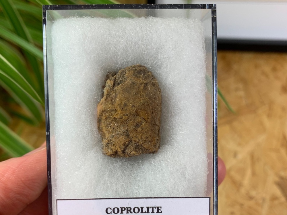 Permian Age Coprolite (Fossil Dung) (Oklahoma) #04