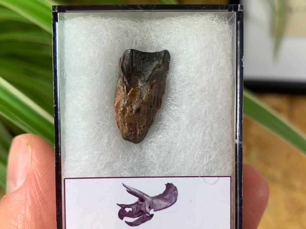Triceratops Tooth #05
