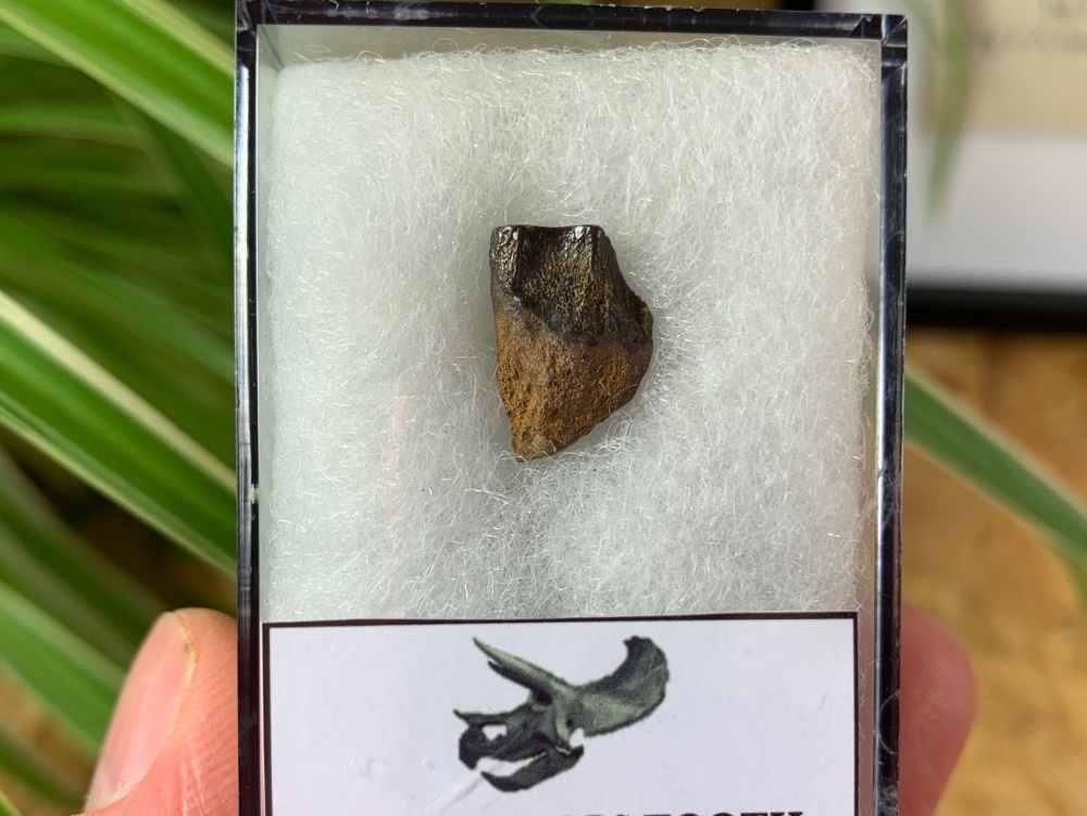 Triceratops Tooth #12