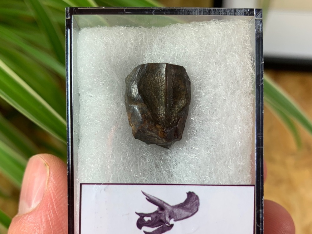 Triceratops Tooth #14