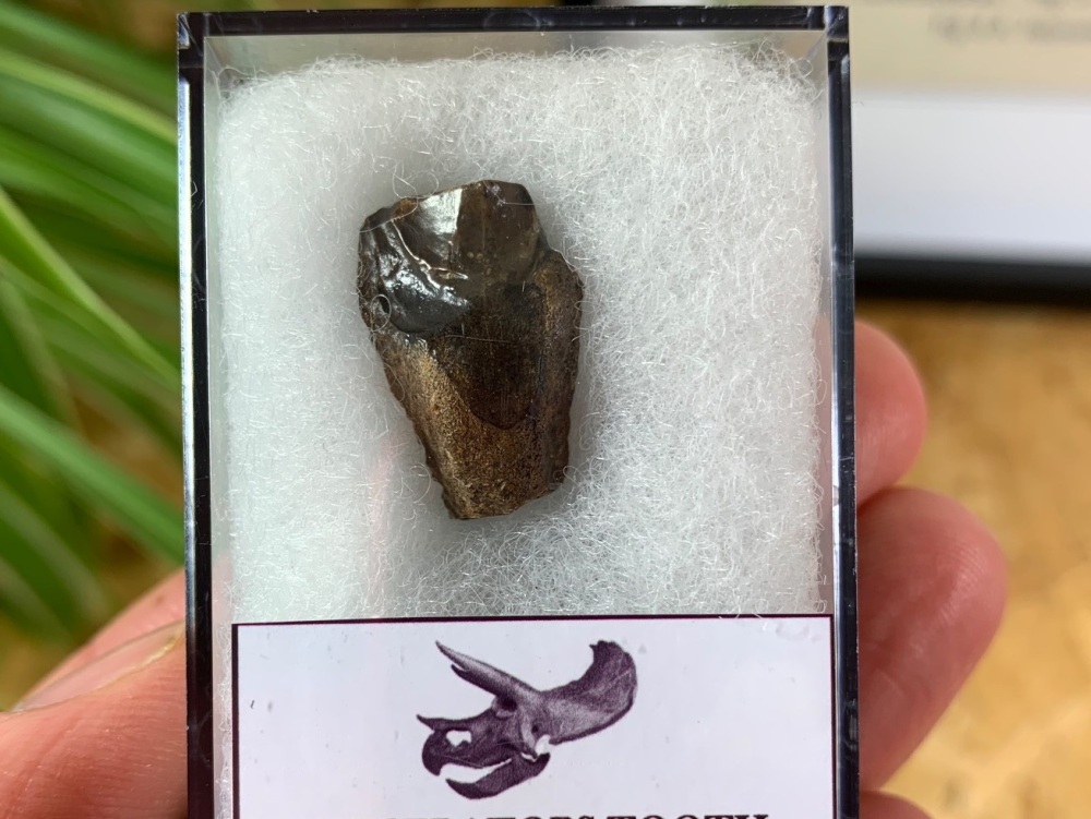 Triceratops Tooth #19