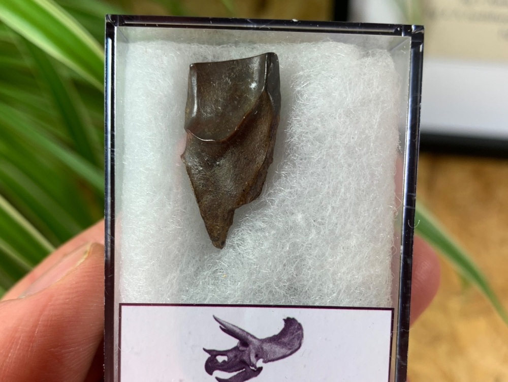 Triceratops Tooth #23
