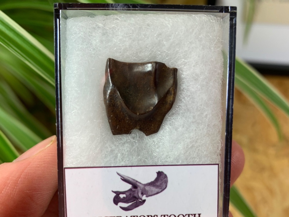 Triceratops Tooth #24
