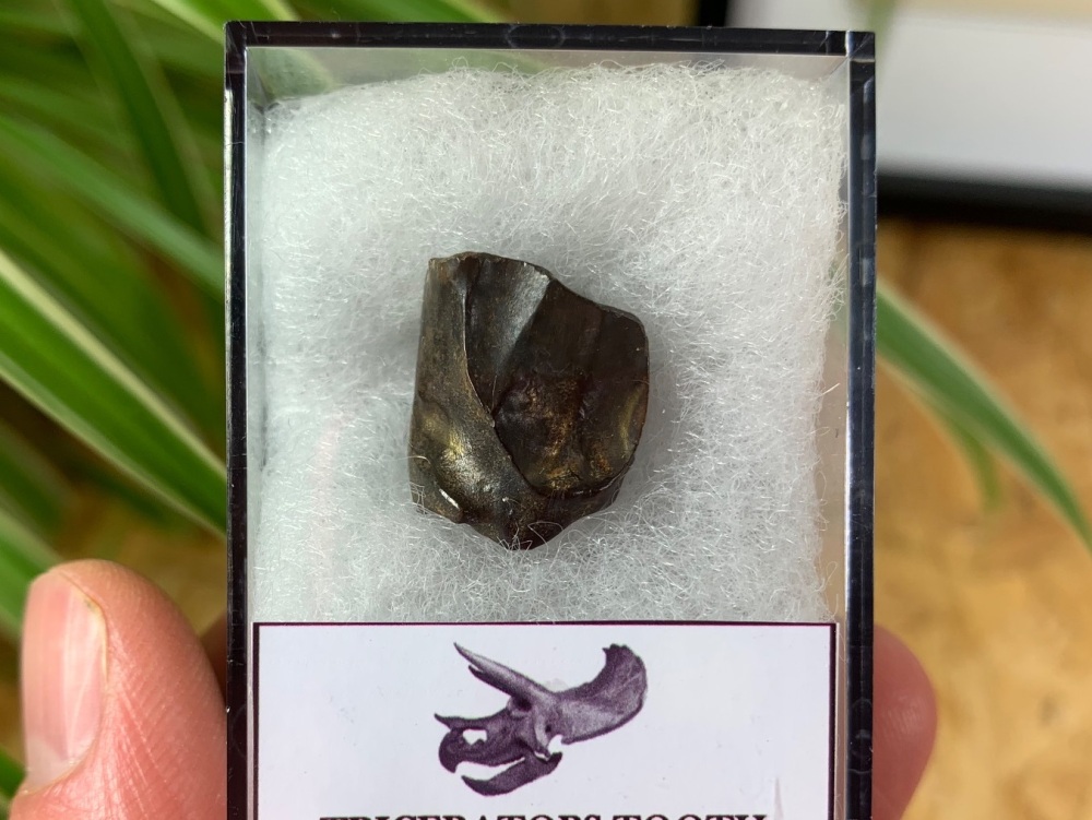 Triceratops Tooth #25
