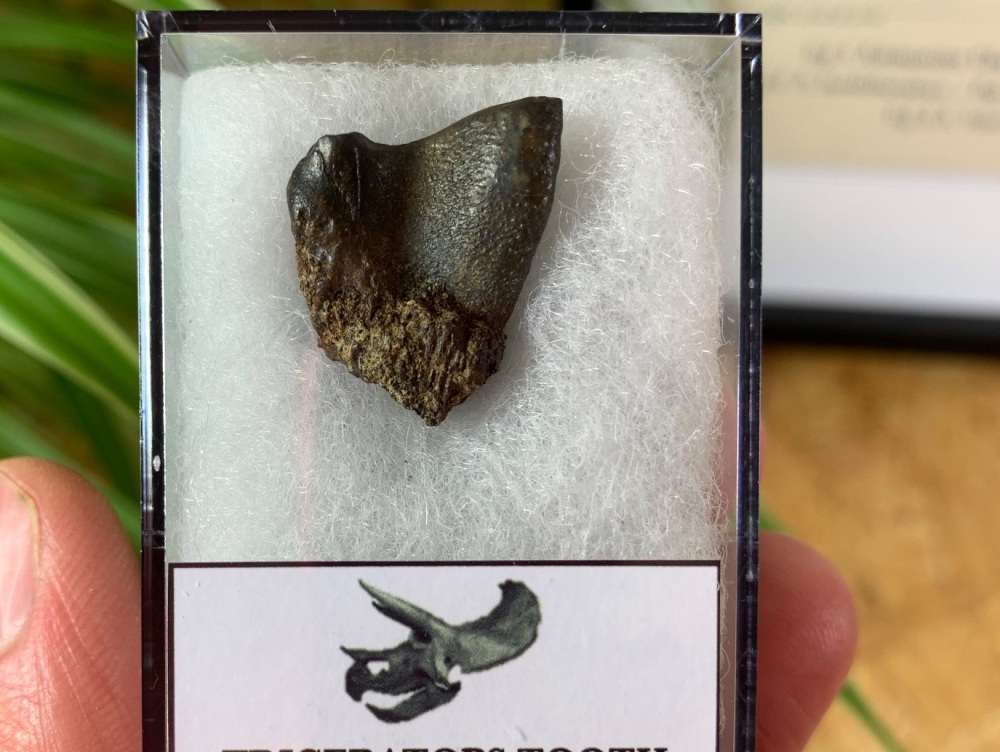 Triceratops Tooth #26