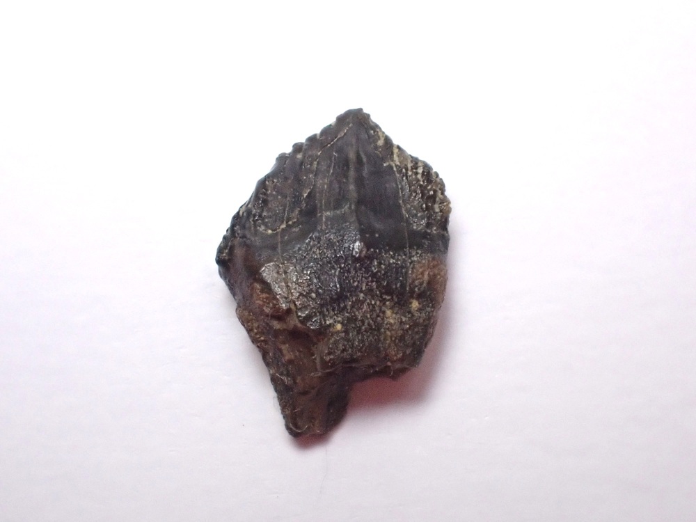 Triceratops Tooth #27