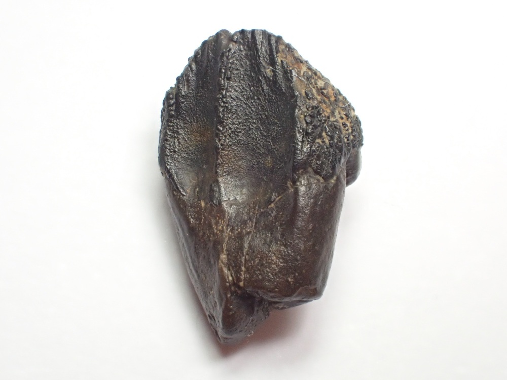 Triceratops Tooth Crown #30