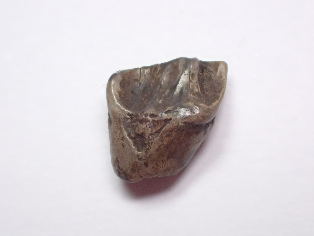 Leptoceratops gracilis Tooth #01