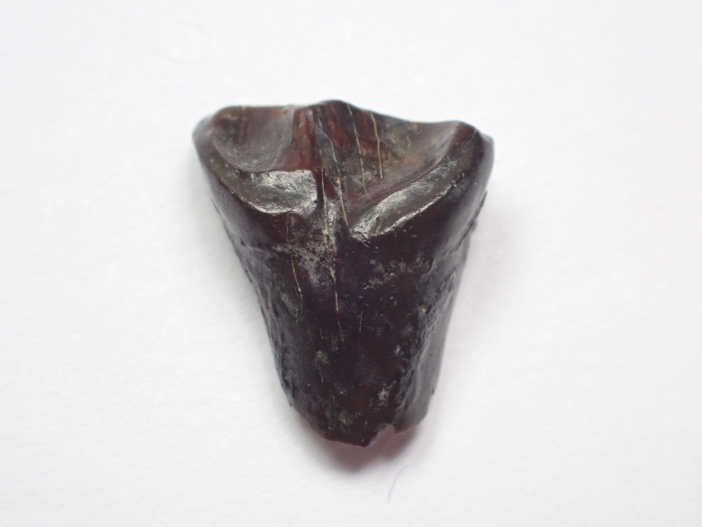 Leptoceratops Tooth #02
