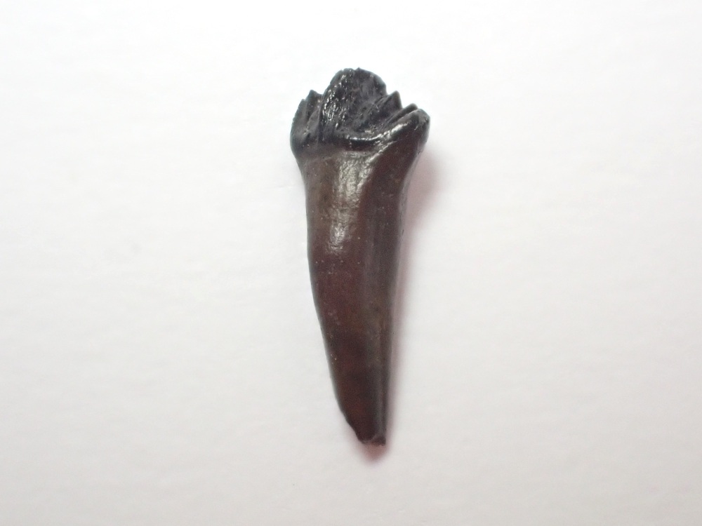 Rooted Leptoceratops gracilis Tooth #03