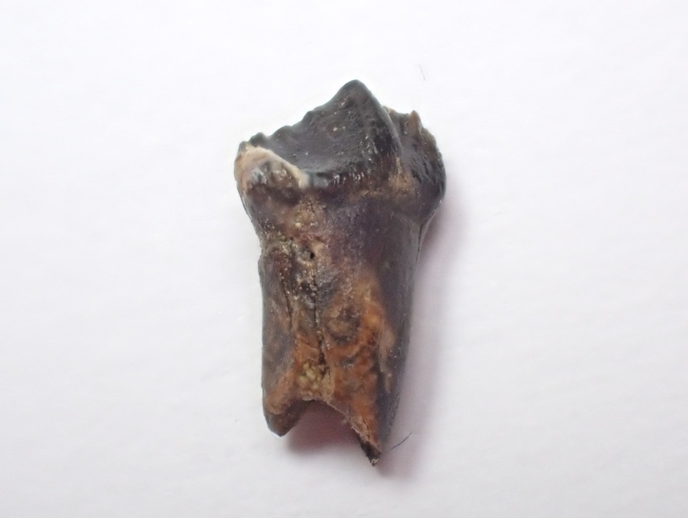 Rooted Leptoceratops gracilis Tooth #04