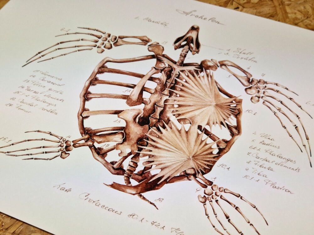 Archelon