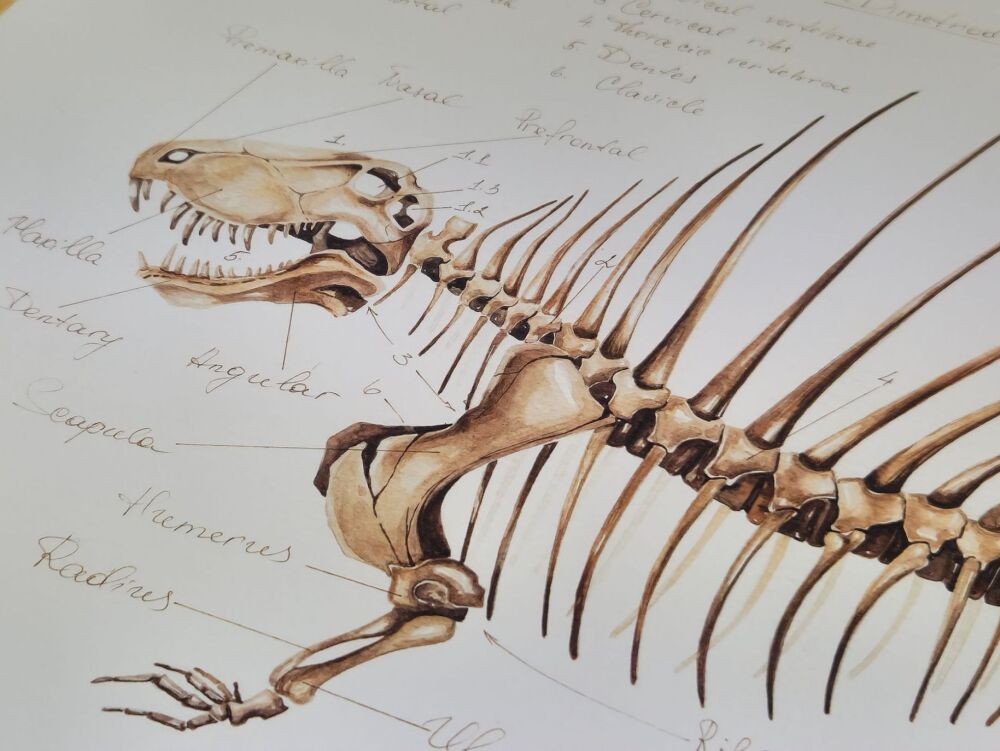 Dimetrodon