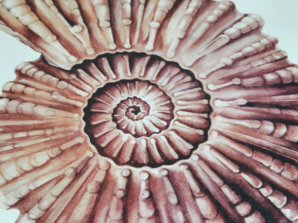 Douvilleiceras mammillatum