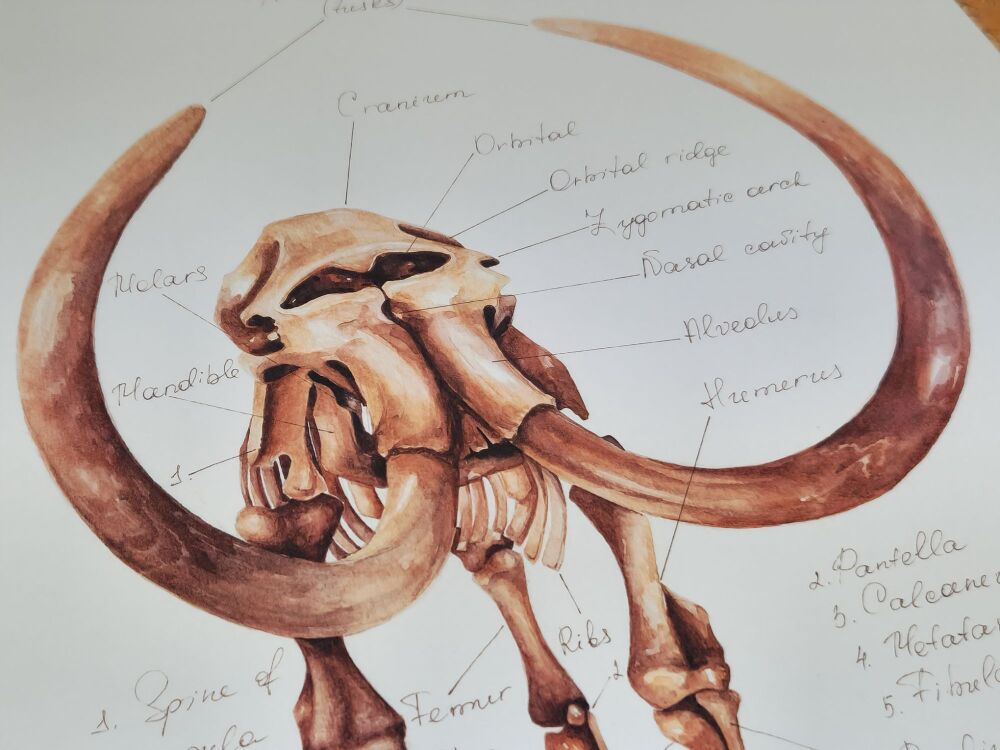 Elephas primigenius (Woolly Mammoth)