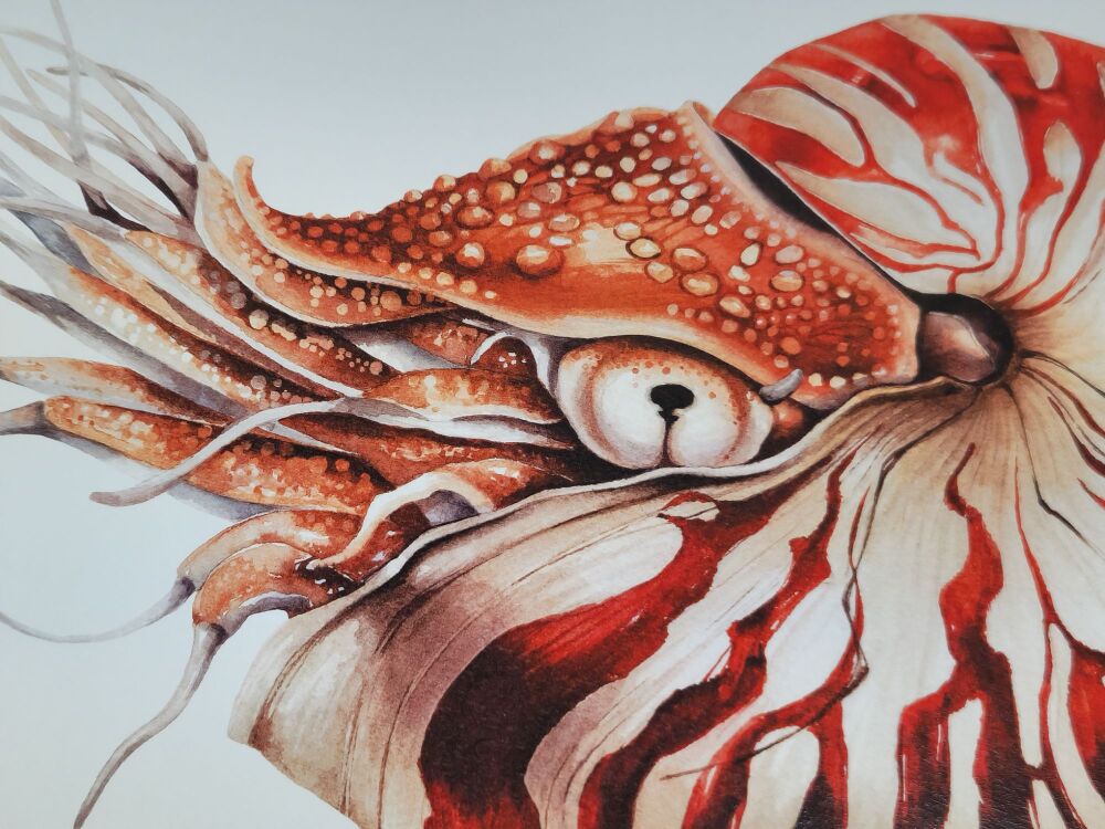Nautilus Pompilius