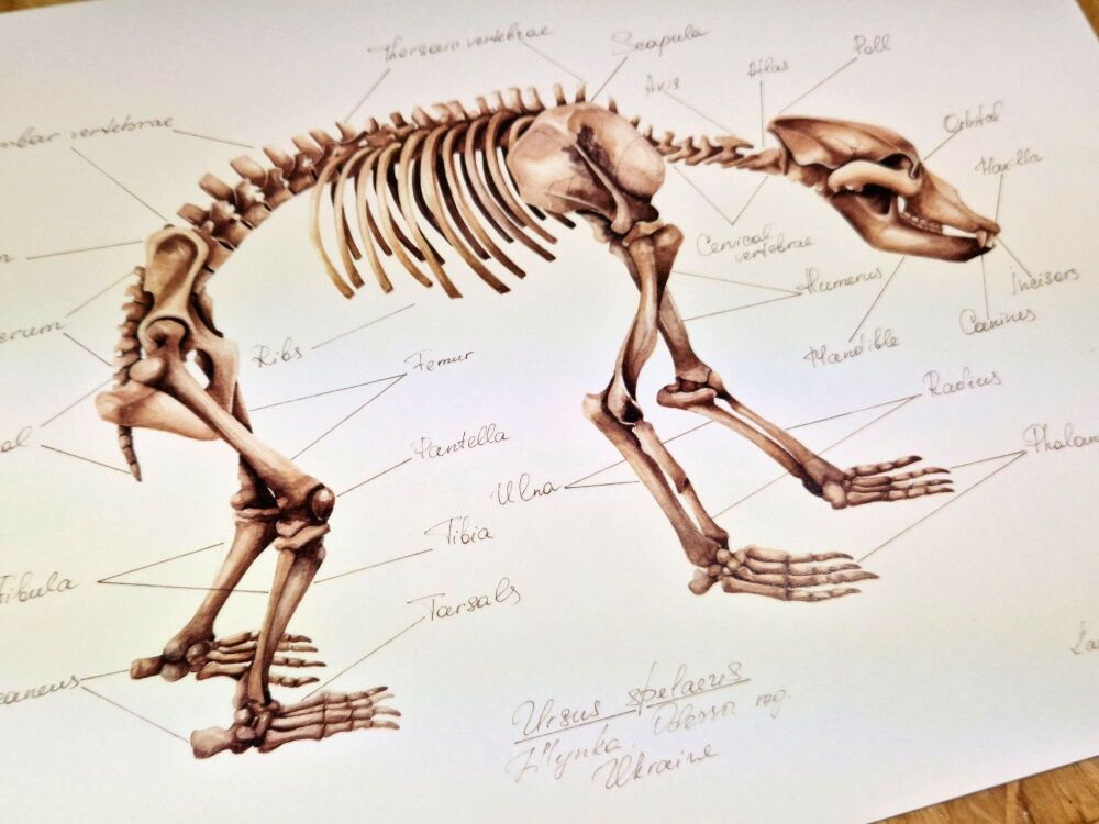 Ursus Spelaeus #02